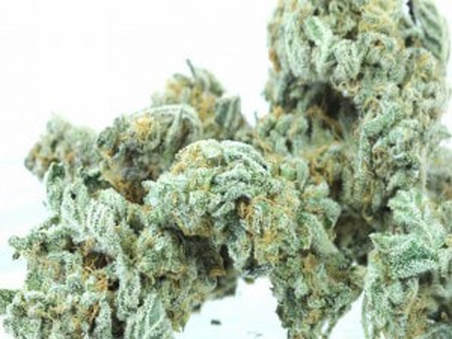 Grape Stomper Recreational Marijuana In Denver