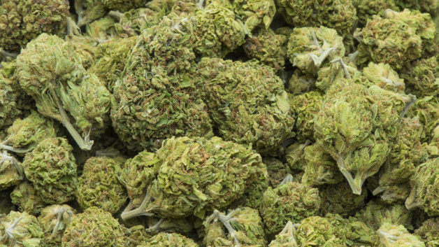 LS Deez Nuts Recreational Marijuana In Denver
