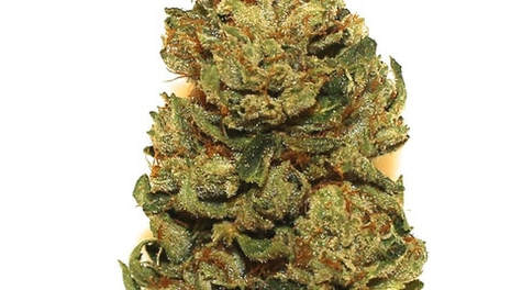 Bobble Head Recreational Marijuana In Denver