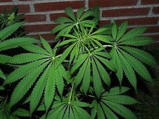 Best Recreational Marijuana In Denver